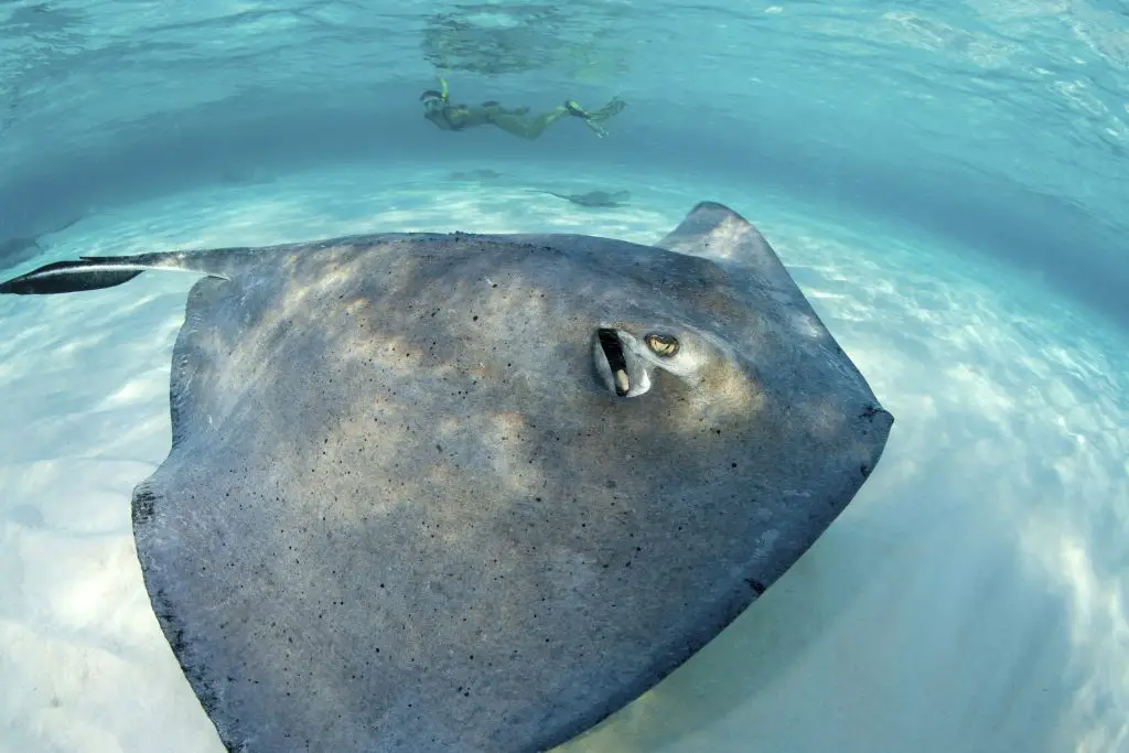 Over/under of a snorkeler interacting with Southern Stingrays (Dasyatis americana) at the Sandbar, Grand Cayman. The Sandbar is located near the famous Stingray City location . Legend has it that local fisherman frequently gathered in this area to clean their day's catch and that the Southern stingrays (Dasyatis americana) eventually gathered to feast on the offal from the cleaning. Soon the rays began to associated the sound of a boat engine with a free meal. Now, the location is a popular tourist spot for waders and snorkelers to interact with the stingrays.,Snorkelers and Southern Stingrays (Dasyatis americana)