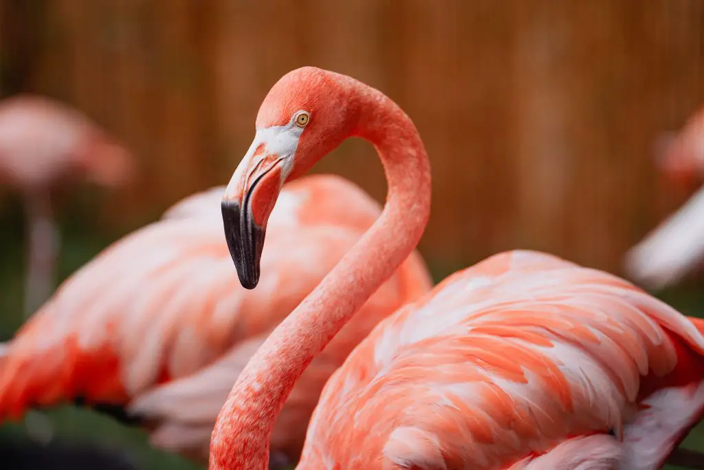 pink flamingo at the zoo 2021 08 29 20 26 17 utc