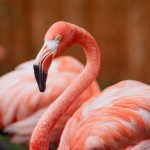 pink flamingo at the zoo 2021 08 29 20 26 17 utc scaled e1653686612962
