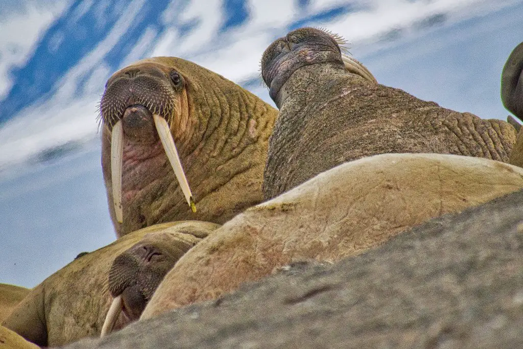 Resting Walrus on the Beach, Odobenus rosmarus, Arctic, Svalbard, Norway, Europe