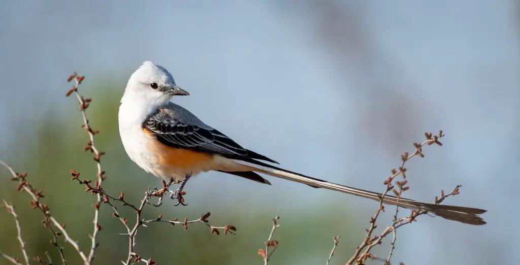 scissor tailed flycatcher scaled e1652564297571