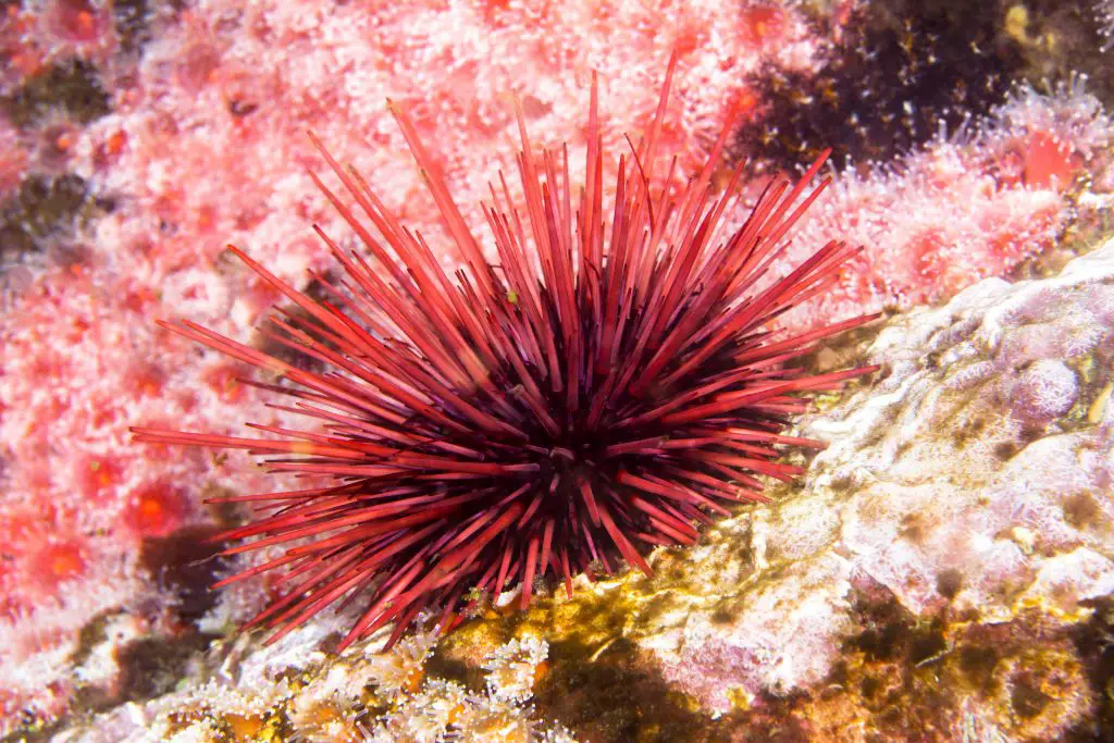 Sea urchin 2021 08 26 15 26 37 utc