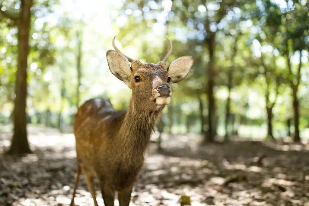 siberian Musk Deer