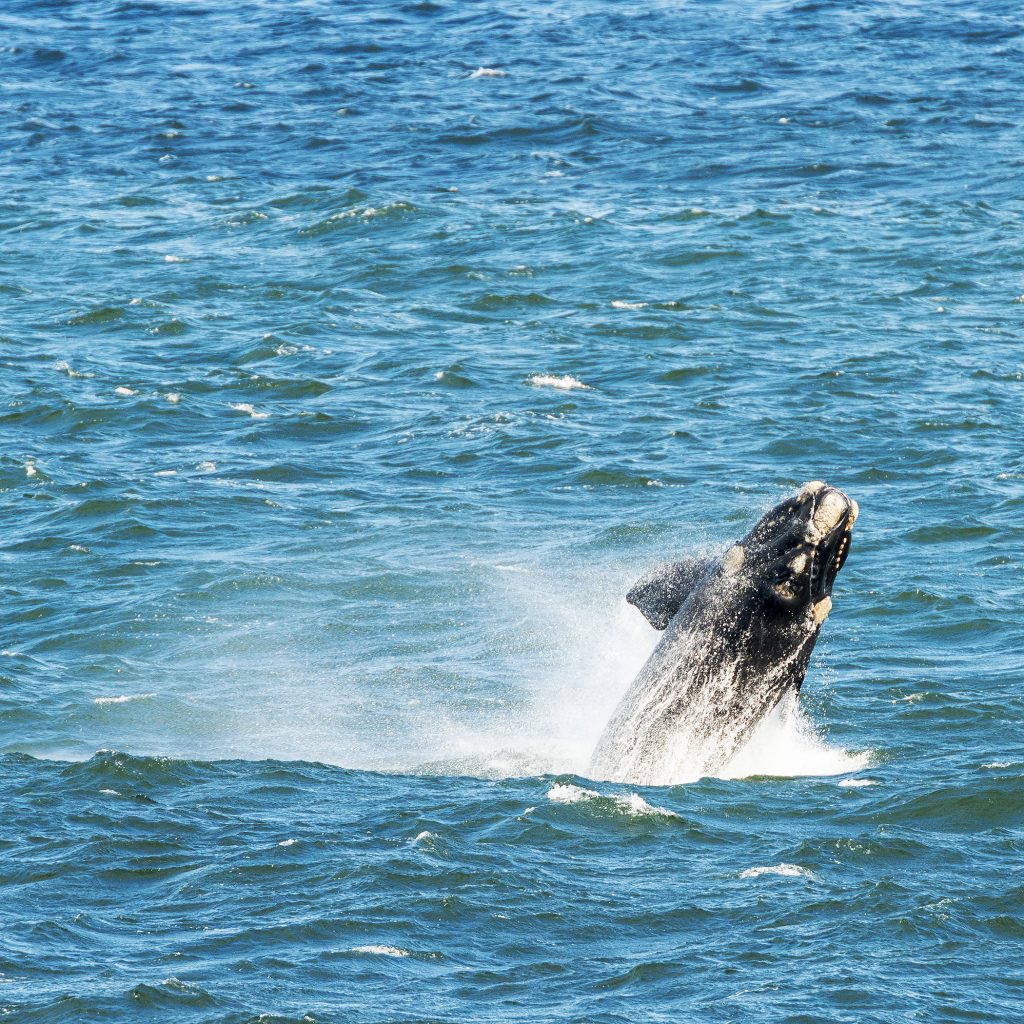 Southern Right Whale breaching from ocean