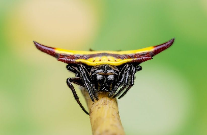 Spiny orb weaver with yellow color on the back stay on branch.