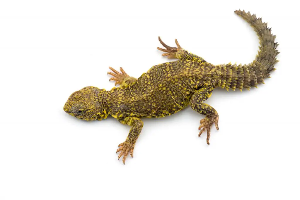 spiny tailed lizard isolated on white background 2021 08 28 01 55 30 utc