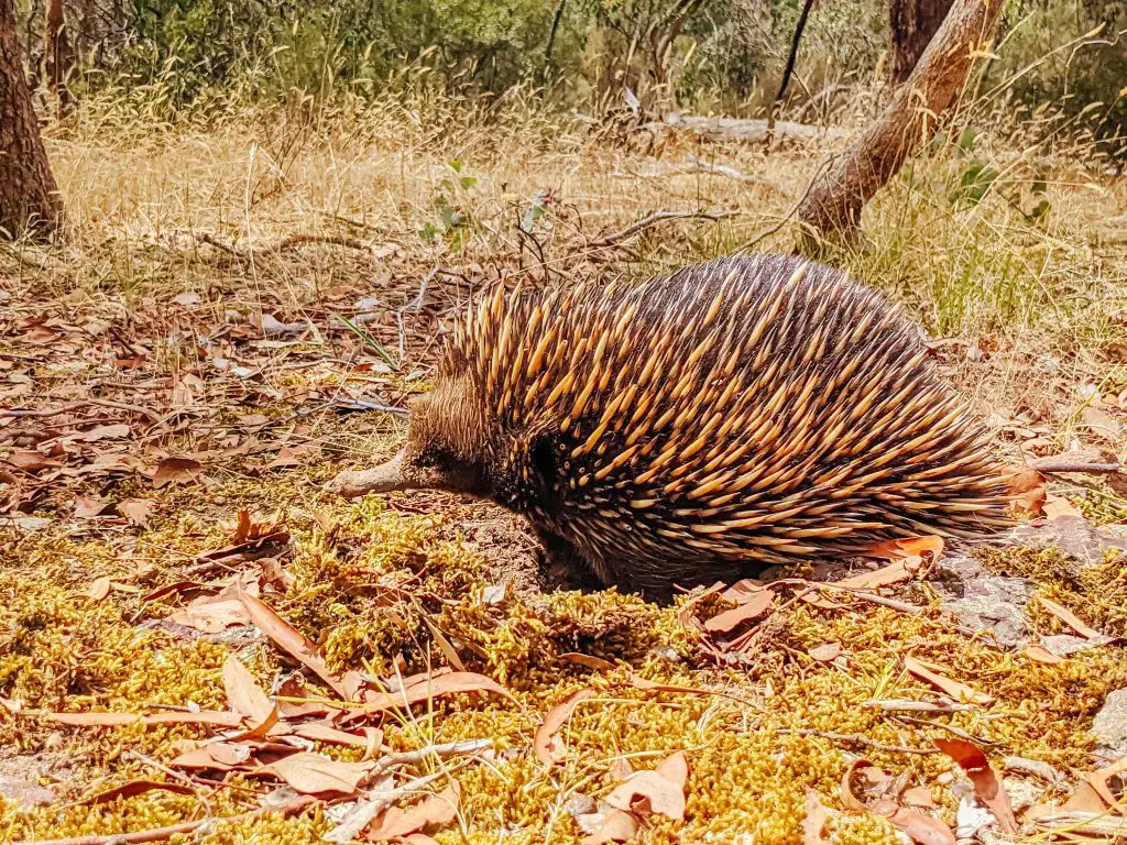 A tame echidna walks and looks for food in plenty gorge in melbourne, australia