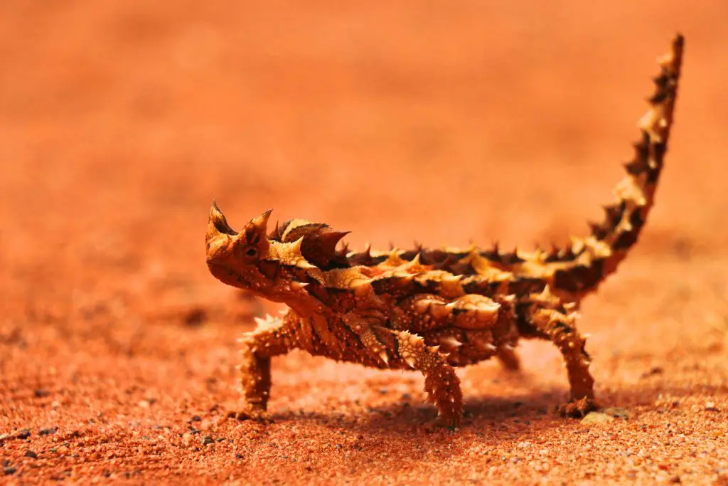 Thorn devil lizard in the australian outback 2021 08 31 09 19 44 utc