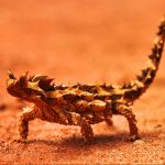Thorn devil lizard in the australian outback 2021 08 31 09 19 44 utc scaled e1652042085314