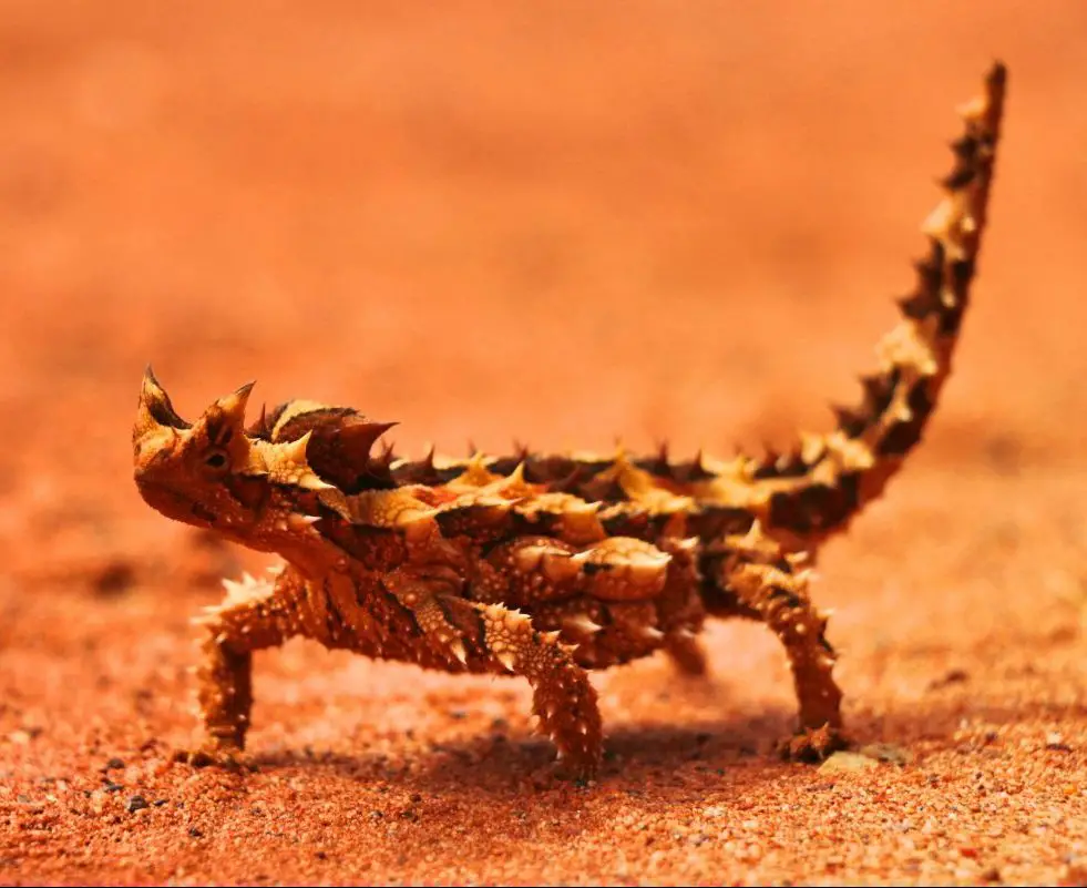 thorn devil lizard in the australian outback 2021 08 31 09 19 44 utc scaled e1652042085314