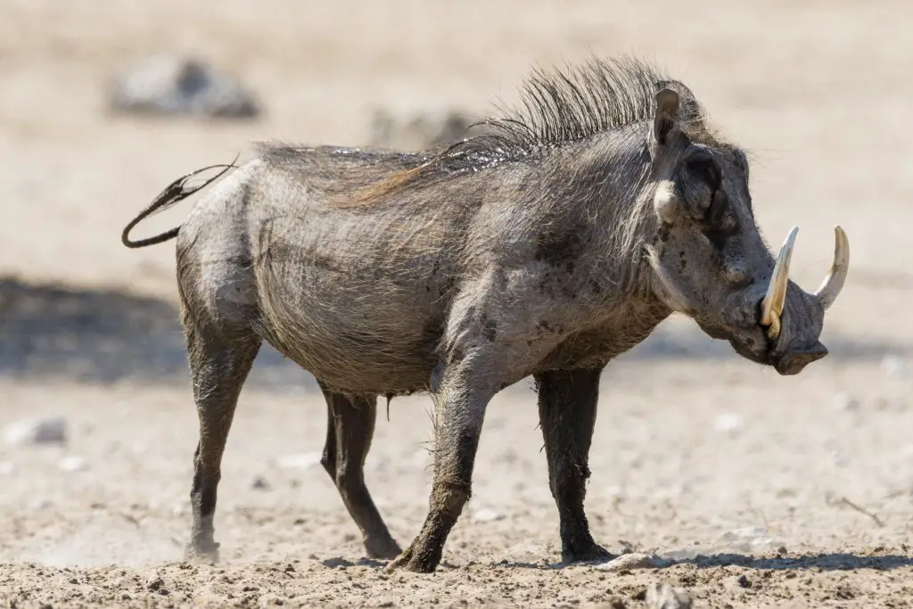 Portrait of Warthog (Phacochoerus africanus), Kalahari, Botswana  Africa