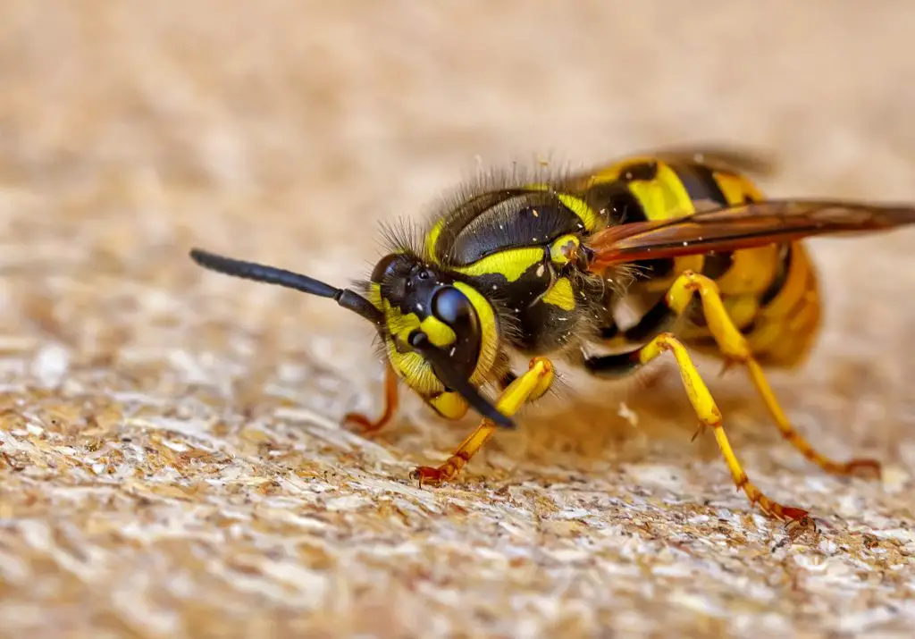 Close up of one danger wasp. Blurred background