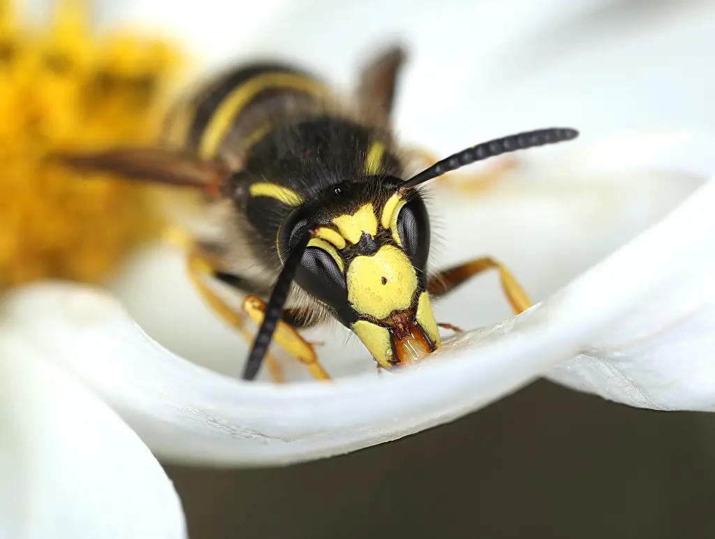 Wasp looking for sweet in white flower macro close-up