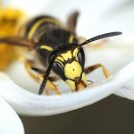 Wasp looking for sweet in white flower macro close-up