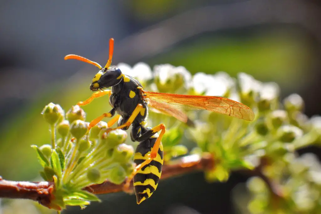 wasp macro capture 2021 09 01 14 07 34 utc