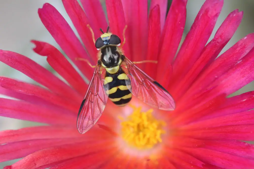 wasp on flower 2022 03 05 08 19 31 utc