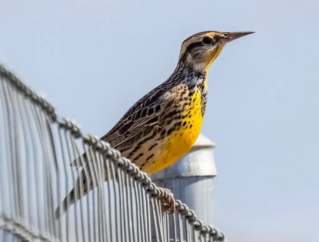 Western Meadowlark sitting on a fence, Martial Cottle Park, San Jose, California