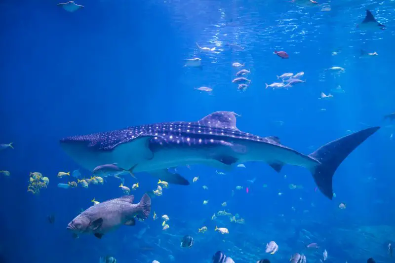 A Whale Shark swims in shallow water past a grouper and rays