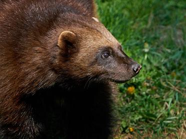 Are Wolverines Herbivores, Carnivores, Or Omnivores? What Do They Eat?
