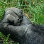 a close up of the clenched hand of a male gorilla 2021 09 03 11 03 15 utc scaled e1655810728283