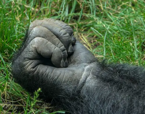 a close up of the clenched hand of a male gorilla 2021 09 03 11 03 15 utc scaled e1655810728283