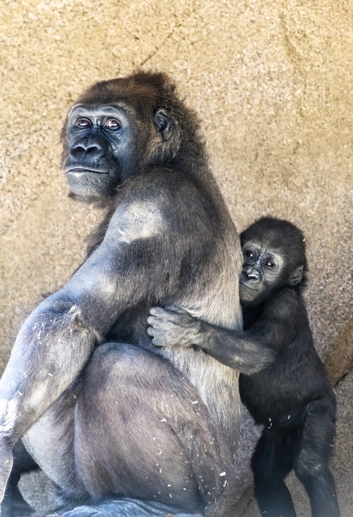 authoritative mother gorilla and offspring 2021 08 26 15 26 31 utc