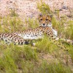 cheetah resting 2021 08 30 02 14 41 utc scaled e1656369864210