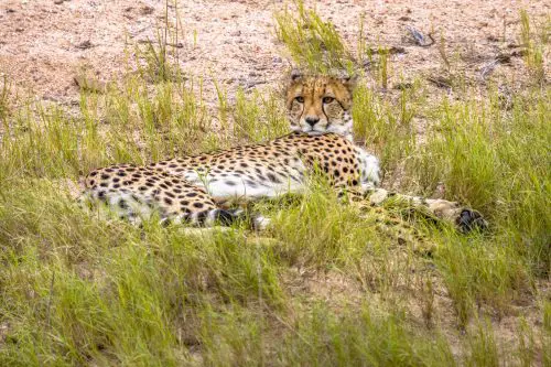 cheetah resting 2021 08 30 02 14 41 utc scaled e1656369864210