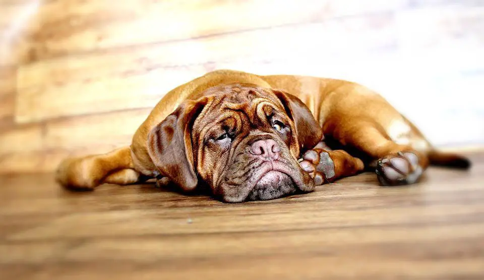 Dog, Dogue De Bordeaux, Mastiff, Claret, Burgundy