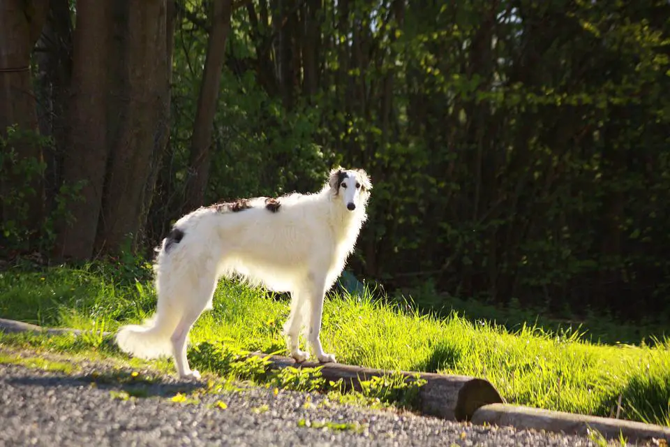 Dog, Greyhound, Borzoi, Sunbathing