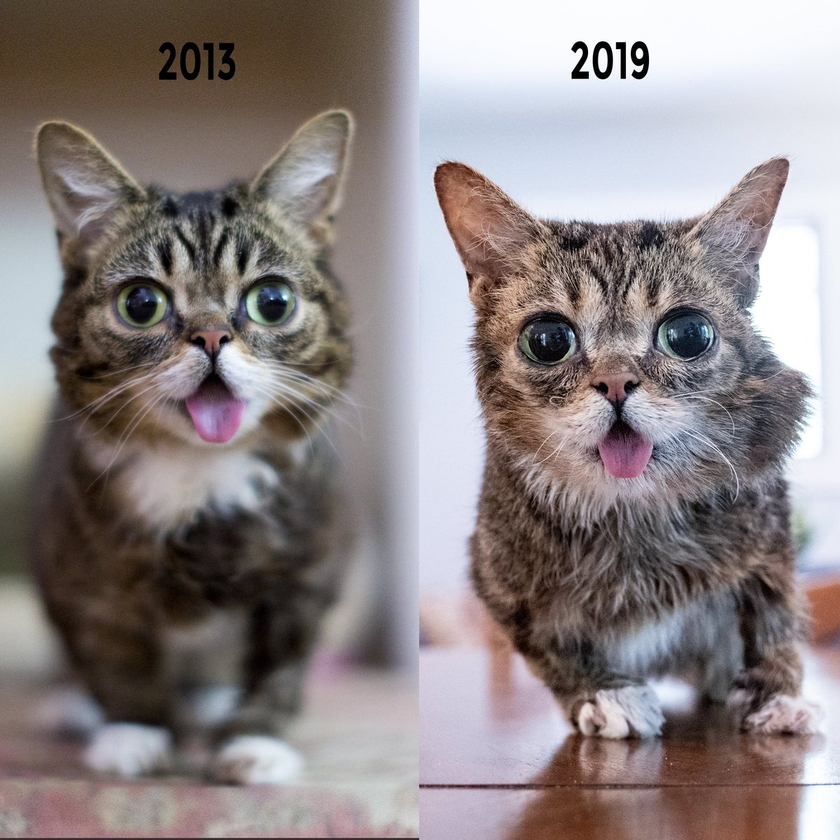 Can Animals Have Down Syndrome? Yes/No (With Video) - WildLifeFAQ