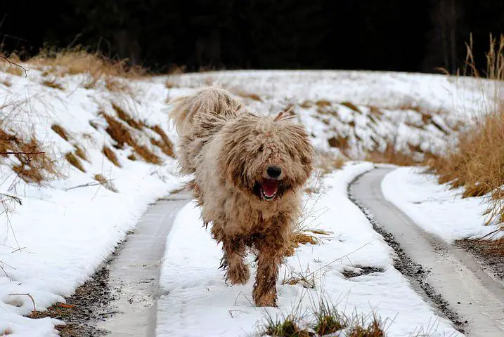 Komondor, Dog, Watchdog, Animals, Animal