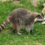 Raccoon, Animal, Fur, Furry, Wildlife, Zoo, Cute