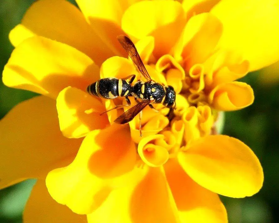 Yellow Jacket, Insect, Nature, Creature, Wing, Antenna