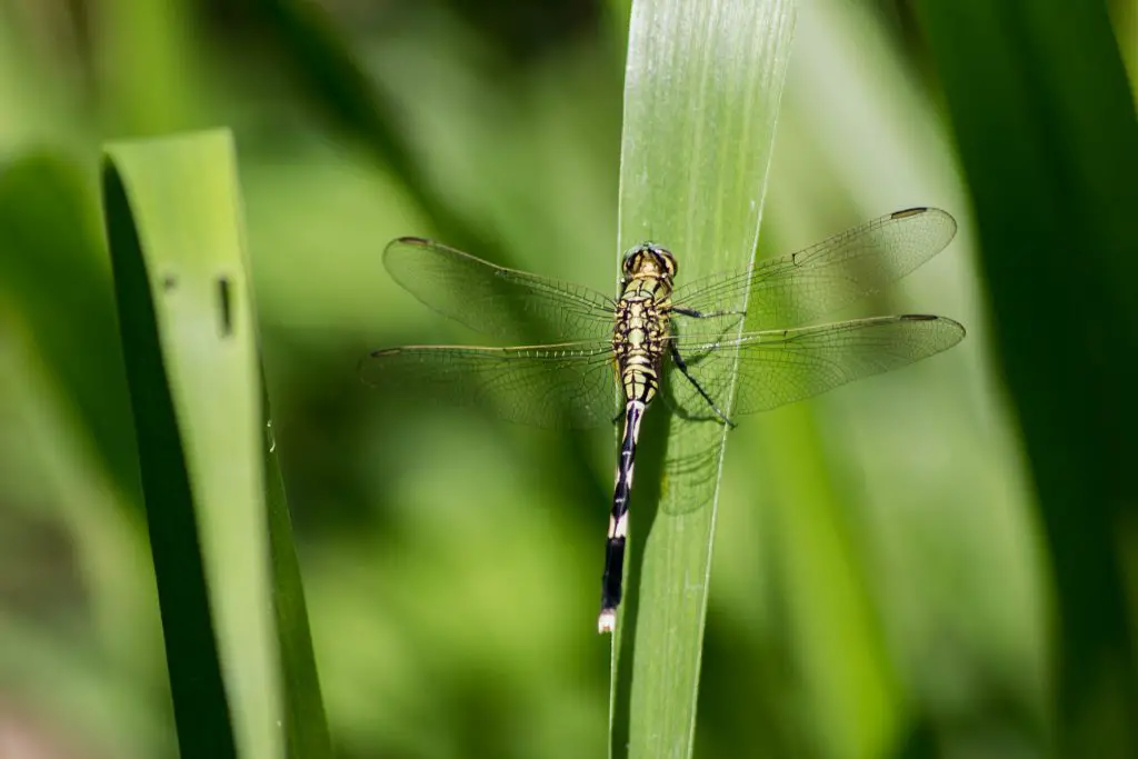 Can Dogs Eat Fireflies? ???????? (Explained) - WildLifeFAQ