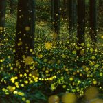 The glow of the princess fireflies 2021 08 29 09 02 54 utc scaled e1656277297458