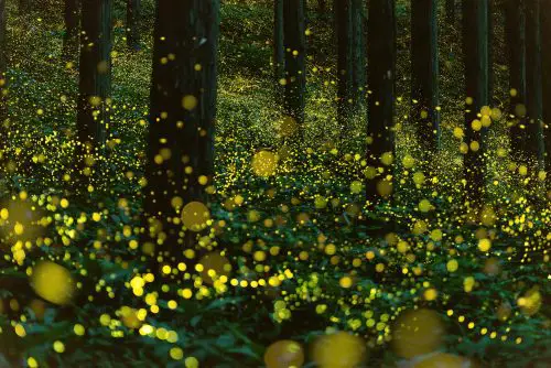 the glow of the princess fireflies 2021 08 29 09 02 54 utc scaled e1656277297458
