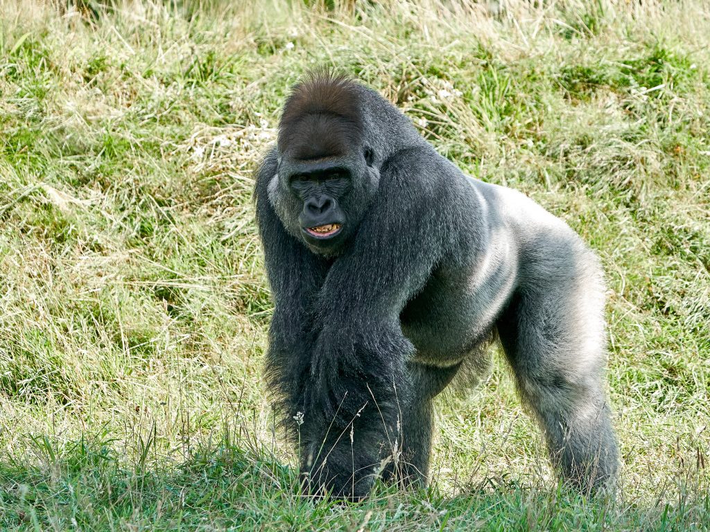 western lowland gorilla gorilla gorilla gorilla 2021 08 29 16 33 19 utc