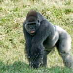 western lowland gorilla gorilla gorilla gorilla 2021 08 29 16 33 19 utc scaled e1655798583218