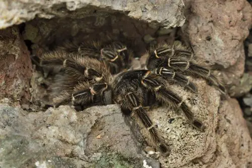 Brazilian salmon pink bird-eating tarantula (Lasiodora parahybana). Wildlife animal.