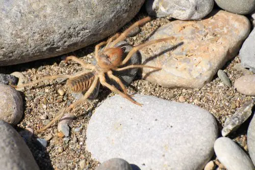 Camel spider or Solfugid