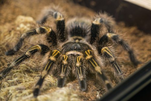 Poisonous tarantula in a terrarium