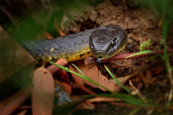 Eastern brown snake - pseudonaja textilis also the common brown snake, is a highly venomous snake of the family elapidae, native to eastern and central australia and southern new guinea.