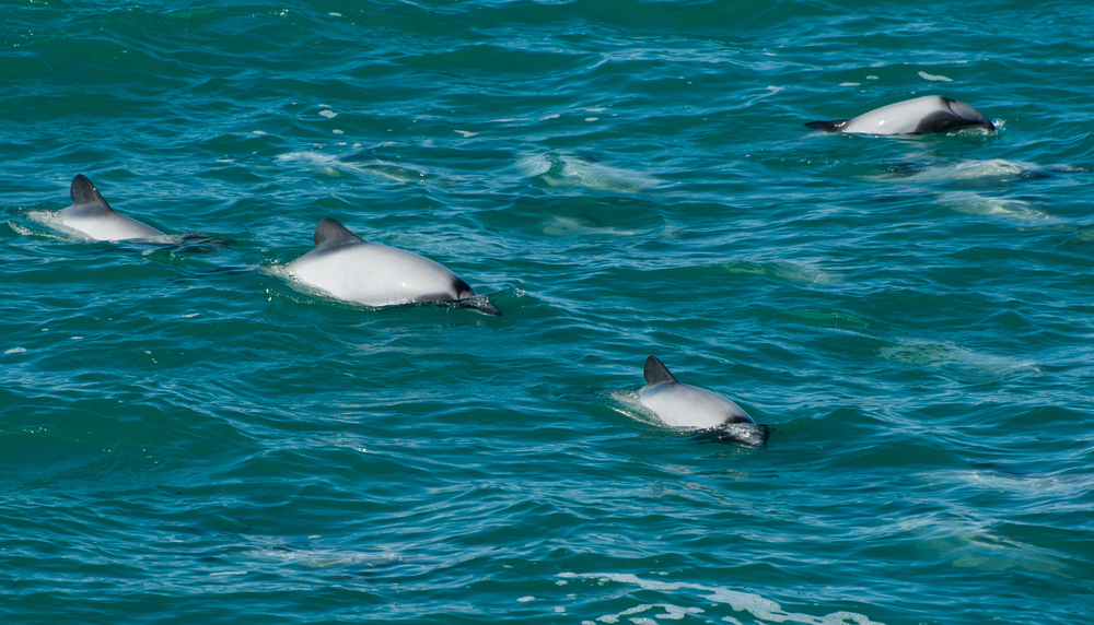 Endangered Hector's dolphins (Cephalorhynchus hectori) with rounded dorsal fin are among the smallest dolphins in the World. They are endemic to New Zealand. Seen near Curio bay on the South of the South Island.