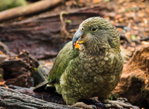 Kakapo is a New Zealand native bird. It has finely blotched yellow-green plumage