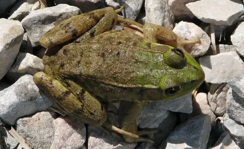 Lithobates clamitans e1656970136670