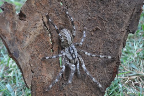 By Ranil Nanayakkara / British Tarantula Society - British Tarantula Society, CC BY 3.0, https://commons.wikimedia.org/w/index.php?curid=25461231