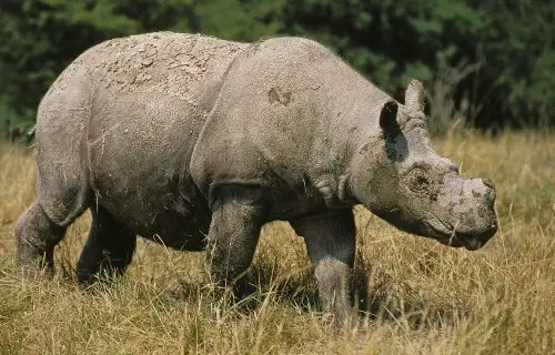 Sumatran rhinoceros, dicerorhinus sumatrensis, adult walking on dry grass