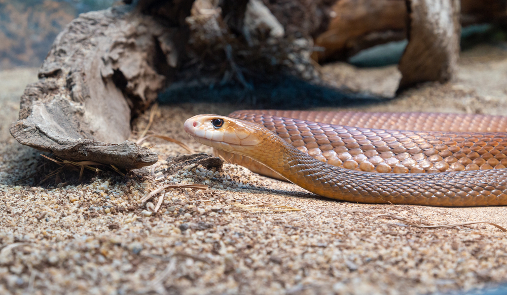 The coastal taipan, or common taipan, is a species of large, extremely venomous snake in the family Elapidae. The species is native to the coastal regions of northern and eastern Australia and the island of New Guinea