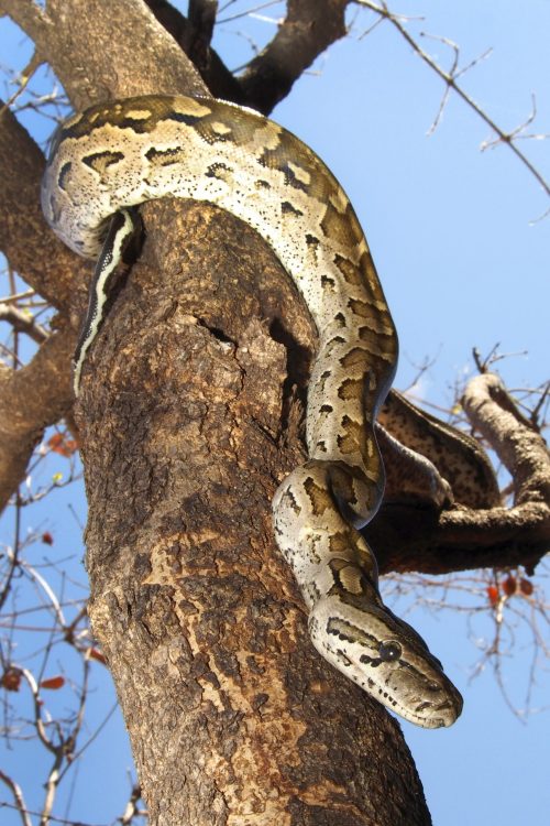 African rock python chobe national park botswana 2022 02 17 20 34 42 utc scaled e1657139004856